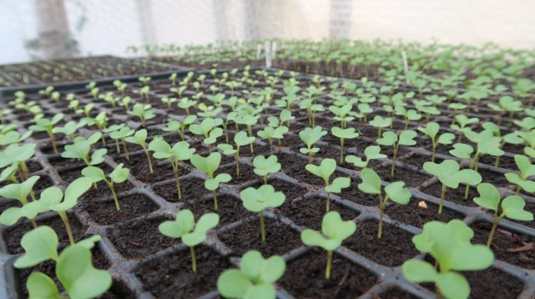 seedlings growing in a propagator